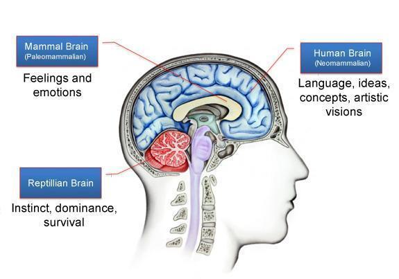 Diagram of the triune brain: neocortex, mid brain, and croc brain