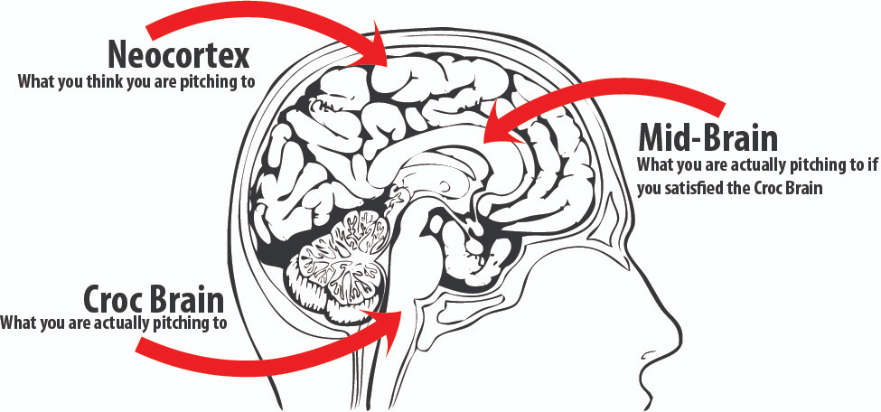 Diagram of the triune brain: the neocortex, mid brain, and croc brain